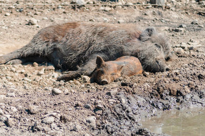 View of an animal sleeping on land