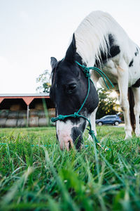 Horse in a field