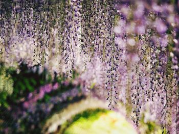 Close-up of purple flowers growing outdoors