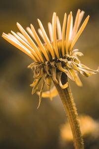 Close-up of wilted flower against blurred background