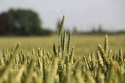 Close-up of wheat growing on field against sky