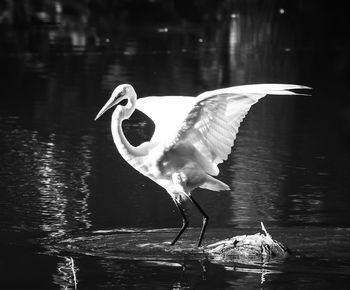 Side view of bird in lake