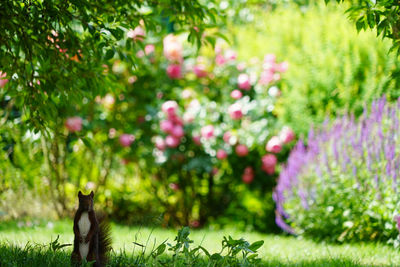 Close-up of squirrel on tree