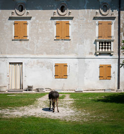 Horse standing in a building