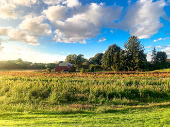 Scenic view of agricultural field against sky