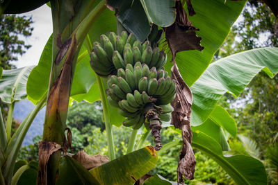 Close-up of banana tree
