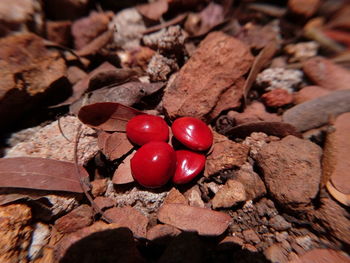 High angle view of cherries