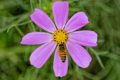 Close-up of insect pollinating flower