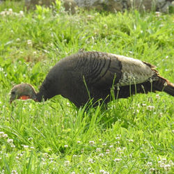 Mallard duck on field