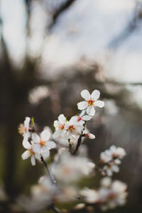 Close-up of white cherry blossom tree