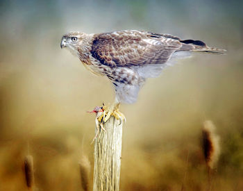 Close-up of bird perching on wooden post