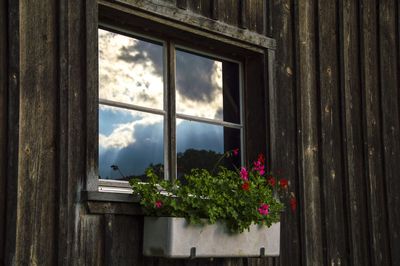 View of plants through window