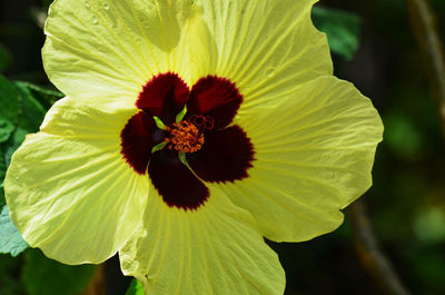 Close-up of yellow flower