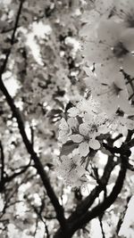 Close-up of cherry blossoms in spring
