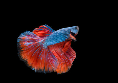 Close-up of fish underwater