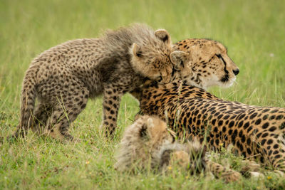 Cub stands biting cheetah lying on grass