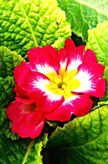 CLOSE-UP OF RED FLOWERS