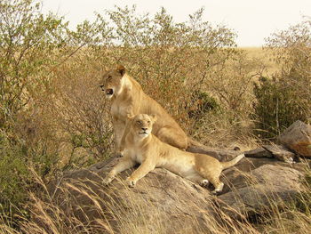 Lion and lioness on rocks