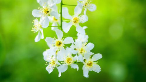 flowering plant