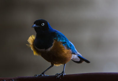 Close-up of bird perching