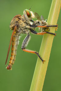 Close-up of insect on leaf