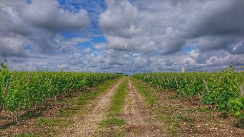 Scenic view of agricultural field against sky