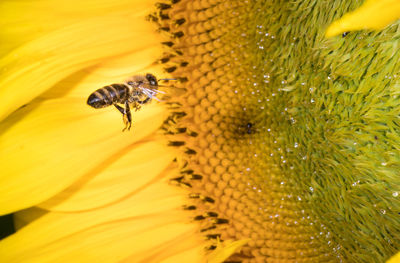 Bee in the sunflower. close-up bee on yellow flower collects nectar