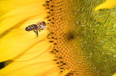 Close-up of bee pollinating on yellow flower