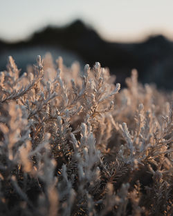 Close-up of wilted plant on field against sky