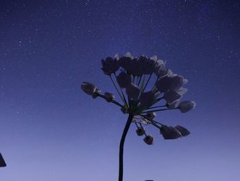 Low angle view of flowering plant against blue sky