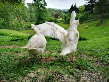 White birds on a field