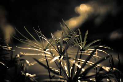 Weeds in the river