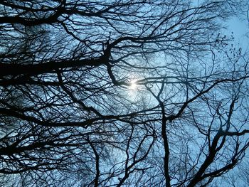 Low angle view of trees against sky