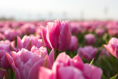 Close-up of pink tulip flowers