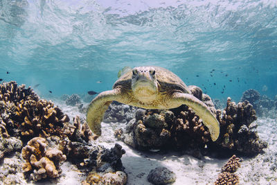 Close-up of turtle swimming in sea