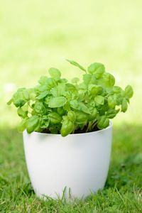 Close-up of fresh green leaves on field