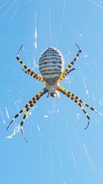 Close-up of spider on web