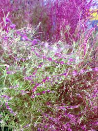 Close-up of purple flowers