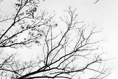 Low angle view of bare tree against clear sky