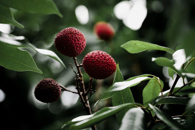 Close-up of strawberry growing on plant