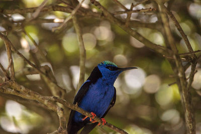 Close-up of bird perching on branch