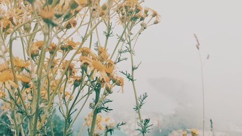 Close-up of flowers against blurred background