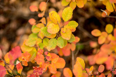 Close-up of yellow flowering plant leaves during autumn