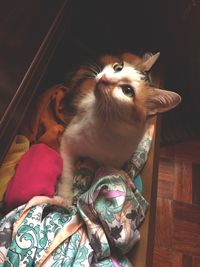 Close-up of cat lying in drawer