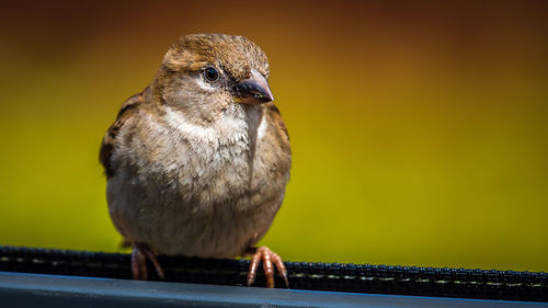 Close-up of bird perching on railing