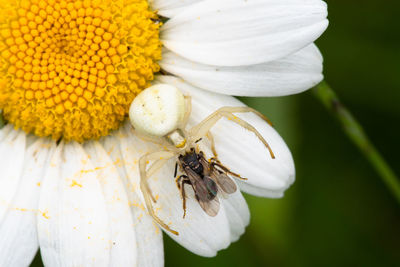 Close-up of a crab spider with prey