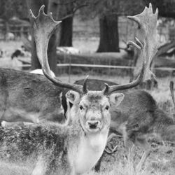 Close-up portrait of deer