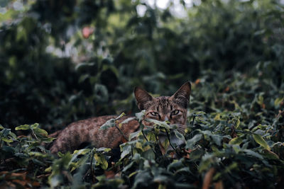 Portrait of a cat on ground