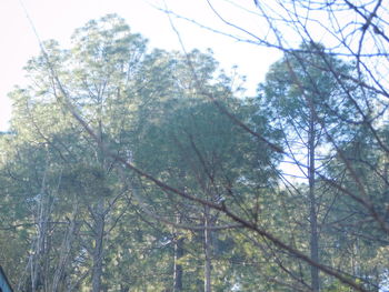 Low angle view of trees against sky