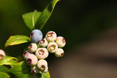 Close-up of fruits growing on plant